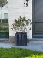 Bloembak met plant, Tuin en Terras, Ophalen, Gebruikt, Vierkant, Hout