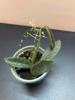 Hoya Thomsonii, Huis en Inrichting, Kamerplanten, Ophalen of Verzenden