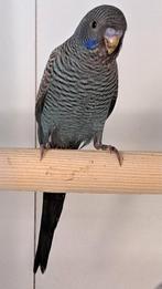 Blackface blackwing man, Dieren en Toebehoren, Vogels | Parkieten en Papegaaien