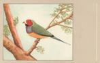ROODKOP  GOULD-AMANDINE, Verzenden, Ongelopen, Vogel