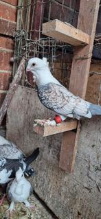 Duiven te koop, Dieren en Toebehoren, Vogels | Duiven