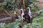 Loopeendjes, Dieren en Toebehoren, Pluimvee
