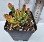 Huernia zebrina variegata, Verzenden