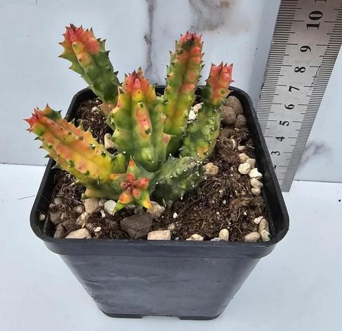Huernia zebrina variegata, Huis en Inrichting, Kamerplanten, Verzenden