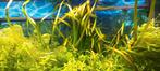Vallisneria te koop, Dieren en Toebehoren, Ophalen