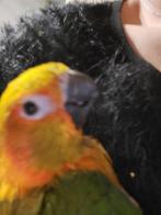 Tamed Sun Hornur, Dieren en Toebehoren, Vogels | Parkieten en Papegaaien, Papegaai, Pratend