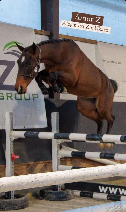 Hongre Alejandro Z x Ukato âgé de 3 ans, Animaux & Accessoires, Chevaux, Hongre, 160 à 165 cm, 3 à 6 ans, Cheval de saut, Avec pedigree