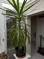 Yucca, Ophalen, 100 tot 150 cm, Halfschaduw, In pot