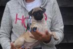 Mops hond pup laatste uit nestje, België, 15 weken tot 1 jaar, CDV (hondenziekte), Eén hond