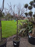 Vijgenboom Ficus Carica ' Dottato ', Enlèvement, Ombre partielle, Figuier