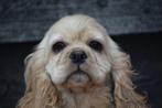 Amerikaanse cocker spaniël pups, Dieren en Toebehoren, 15 weken tot 1 jaar, Buitenland, CDV (hondenziekte), Meerdere