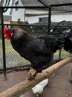 Lieve Jonge Brahma Haan Gepareld, Dieren en Toebehoren, Pluimvee