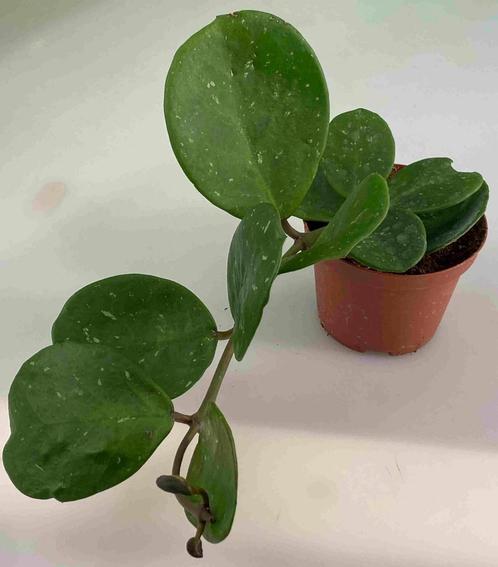 Hoya Obovata, Maison & Meubles, Plantes d'intérieur, Plante succulente, Moins de 100 cm, Envoi