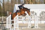 Allround spring/cross paard zoekt halve stal, Dieren en Toebehoren