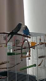 Vogels  parkieten, Dieren en Toebehoren, Vogels | Parkieten en Papegaaien, Mannelijk, Parkiet