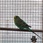 Grasparkieten, Meerdere dieren, Parkiet