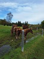 3  trekpaard hengstenveulens, Dieren en Toebehoren, Paarden, Hengst, Gechipt, 0 tot 2 jaar