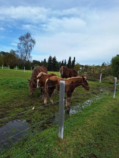 3  trekpaard hengstenveulens, Dieren en Toebehoren, Paarden, Hengst, 0 tot 2 jaar, Met stamboom, Gechipt