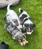 Des chiots Jack Russel uniques, 8 à 15 semaines, Plusieurs, Éleveur | Loisir, Parvovirose