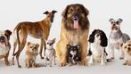 Ervaren hondenoppas/opvang, Services & Professionnels, Animaux | Chiens | Soins, Dog-sitting & Dressage, Service de promenade de chiens