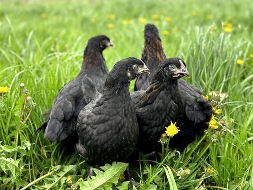 Jonge tamme Marans kippen hennetjes, gesekst en ingeënt, Dieren en Toebehoren, Pluimvee, Kip, Vrouwelijk