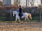 Appaloosa ruin, Dieren en Toebehoren, Paarden, Gechipt, Minder dan 160 cm, Ruin, Niet van toepassing