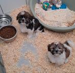 Boomertjes, Dieren en Toebehoren, Honden | Chihuahua's en Gezelschapshonden, België, CDV (hondenziekte), 8 tot 15 weken, Meerdere