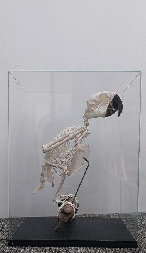 Skeletkaketoes rariteitenkabinet, Verzamelen, Dierenverzamelingen