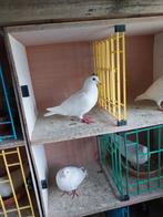 2 witte reisduivers