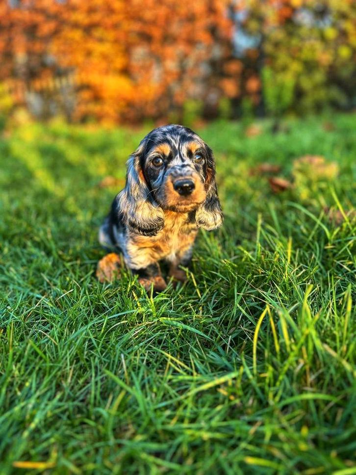 Chiots teckel d'une beauté unique à vendre, Animaux & Accessoires, Chiens | Teckels & Bassets, Plusieurs animaux, Poils longs