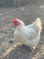 Cochin hennetjes 2024, Dieren en Toebehoren, Pluimvee, Vrouwelijk, Kip