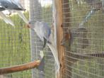 halsbanden opaline bleekstaart en spliten, Meerdere dieren, Parkiet, Geringd