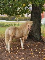 Palomino bont minipaardje van 2025., Hengst, Recreatiepaard, Gechipt, 0 tot 2 jaar