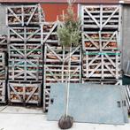 steeneik Quercus ilex, Tuin en Terras, Planten | Bomen, Ophalen