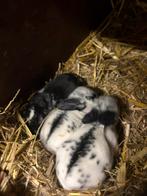Raszuivere jonge NHD konijntjes te koop, Dieren en Toebehoren, Konijnen, Geslacht onbekend, Klein, Hangoor, 0 tot 2 jaar