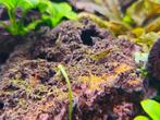 Garnalen mix, Kreeft, Krab of Garnaal, Zoetwatervis