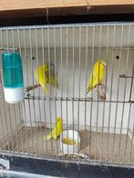 Forpussen, Dieren en Toebehoren, Meerdere dieren, Dwergpapegaai of Agapornis, Geringd