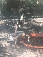 loopeendjes, Dieren en Toebehoren, Mannelijk, Eend