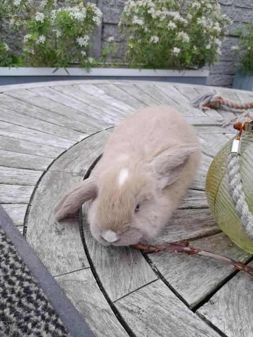 franse hangoren, Dieren en Toebehoren, Konijnen, Groot, Mannelijk, 0 tot 2 jaar, Hangoor
