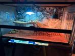 Terrarium en Pogona, Dieren en Toebehoren, Reptielen en Amfibieën | Toebehoren, Ophalen, Zo goed als nieuw