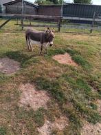 Mini ezeltje (grijs) 73 cm, Juin, Mâle