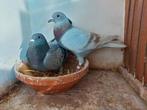 Koppel vliegduiven, Dieren en Toebehoren, Vogels | Duiven, Meerdere dieren, Postduif