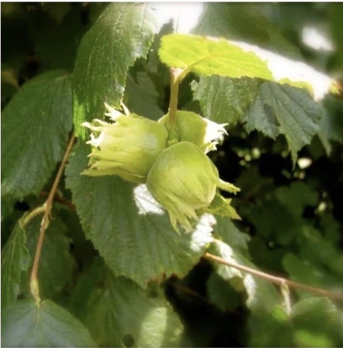 Arbres fruitiers, Jardin & Terrasse, Plantes | Arbres fruitiers, Figuier, Printemps, Enlèvement