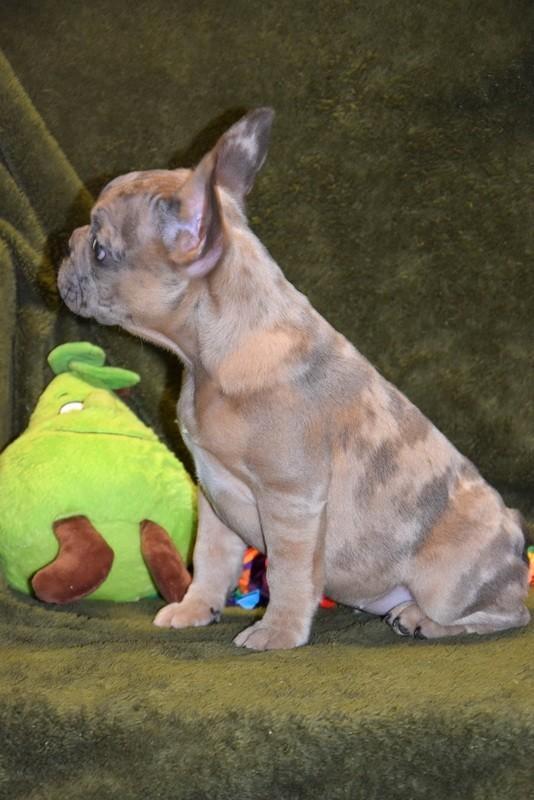 Prachtig Frans Bulldog Merle teefje, Dieren en Toebehoren, Honden | Bulldogs, Pinschers en Molossers, Teef, Bulldog, Fokker | Professioneel
