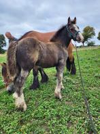 Super gaaf Tinker/ irish cob kruising hengstveulen, Dieren en Toebehoren, Paarden, Gechipt, Minder dan 160 cm, Niet van toepassing
