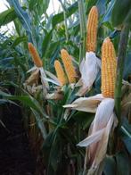 Mais bollen, Ophalen