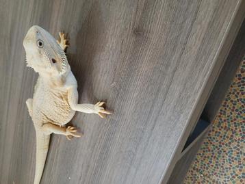 Prachtig baardagaam female  beschikbaar voor biedingen