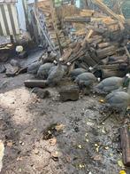 Parelhoenders, Dieren en Toebehoren, Pluimvee