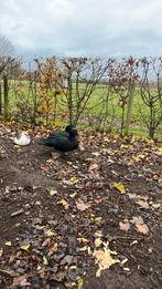 Wilde muskus eend man barberie, Canard