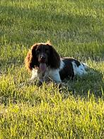 Mooie Engelse springer spaniël, Dieren en Toebehoren, Honden | Retrievers, Spaniëls en Waterhonden, België, Particulier, 1 tot 2 jaar